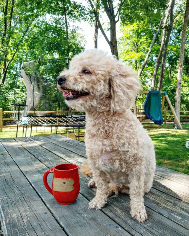 My most loyal (and overprotective) writing companion.

[ID: Fluffy white dog sitting on wooden picnic table with a red coffee cup beside him]

#AmWriting