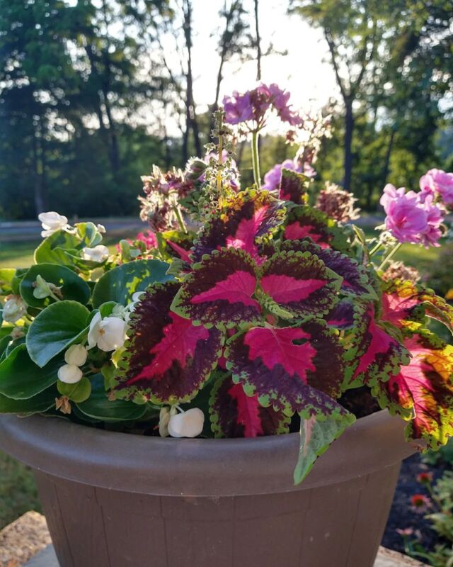 Savoring these late summer / early fall sunsets. 
Here's to the in-between seasons 
in all their beauty and complexity. 
(Insert life metaphor here.)

Richard Rohr tells me it all belongs. And I believe him.

[ID: Sun setting in a tree line with a potted plant in front.]

#GetAfterGrateful #ItAllBelongs